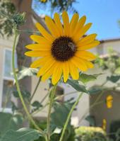 Sunflower, author photo.